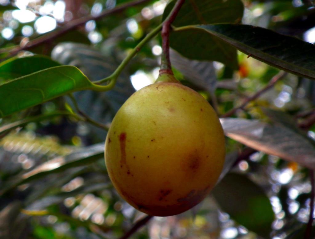 Nutmeg reference