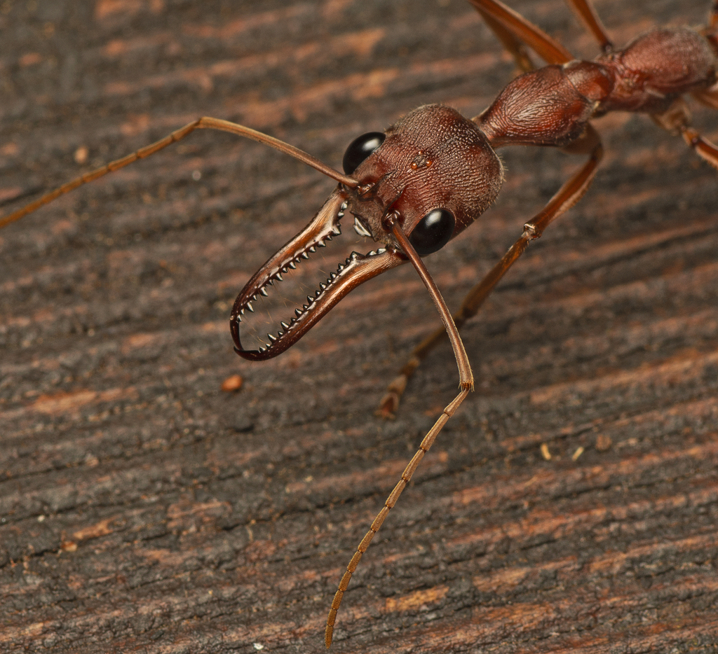 Red Bull Ant reference