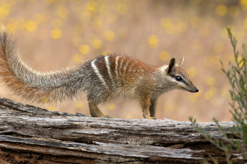 Numbat reference