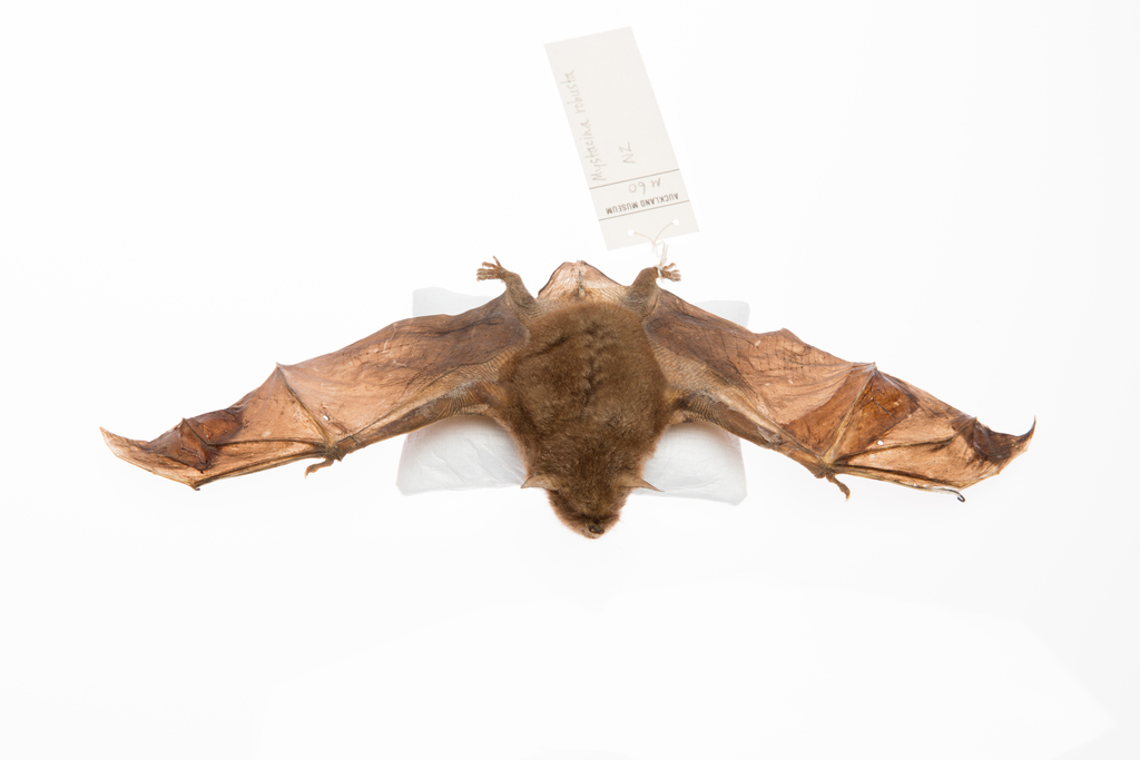 New Zealand Greater Short-tailed Bat reference