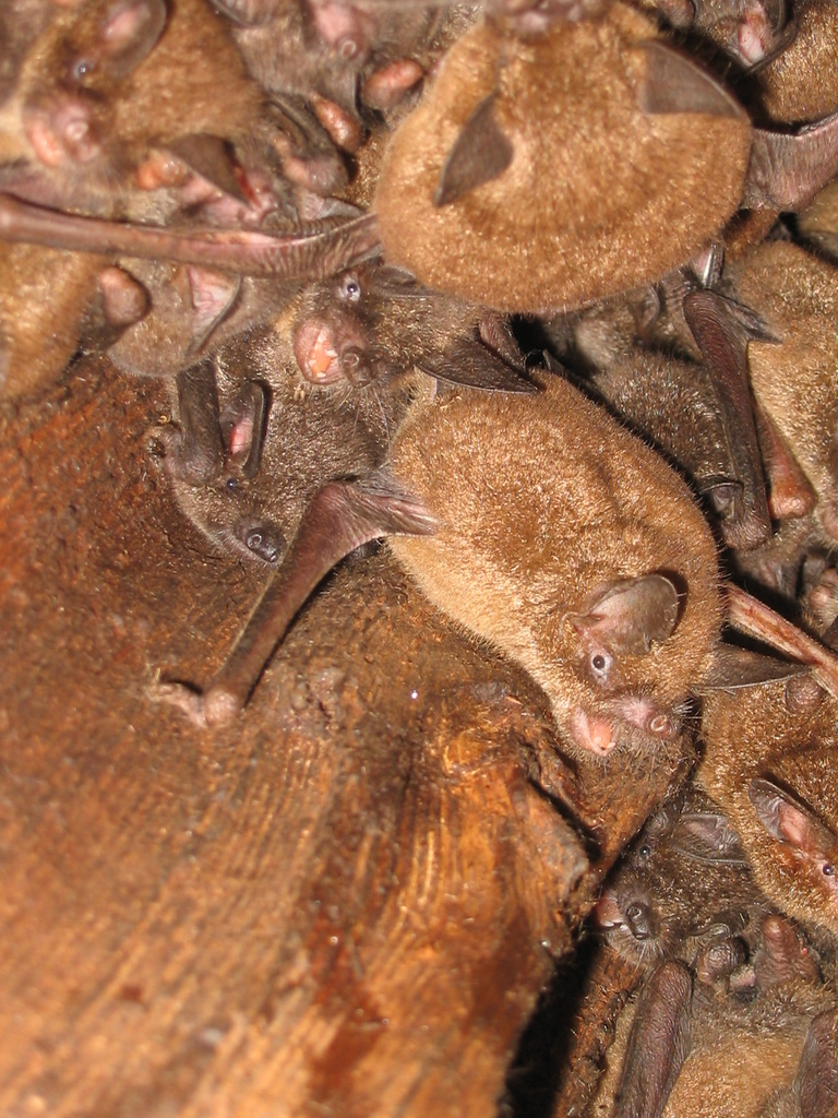 New Zealand Lesser Short-tailed Bat reference