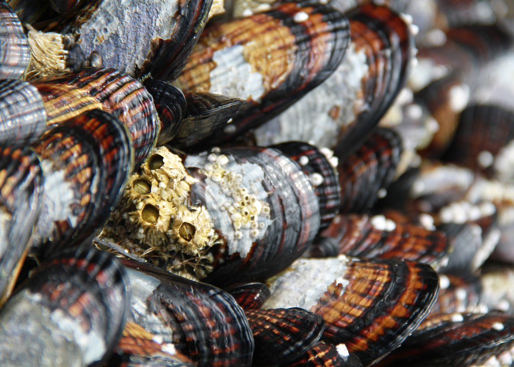 California Mussel reference
