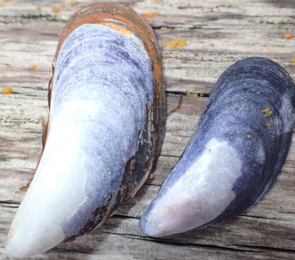 Blue Mussel reference
