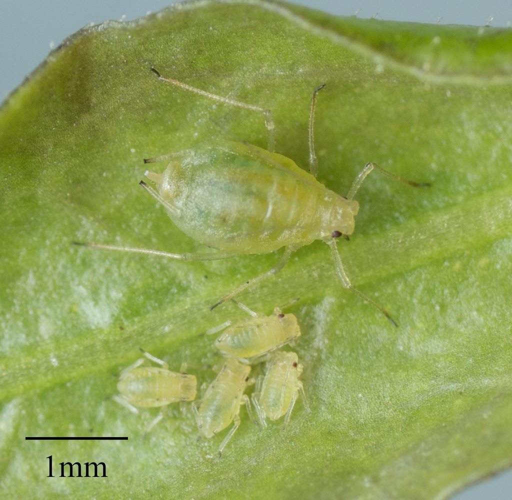 Green Peach Aphid reference