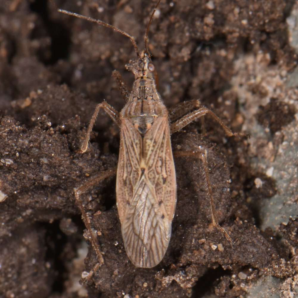Common Damsel Bug reference