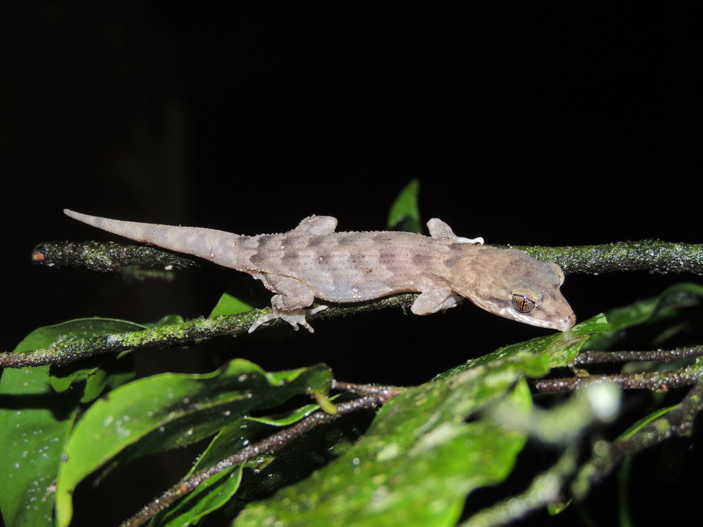 Pelagic Gecko reference