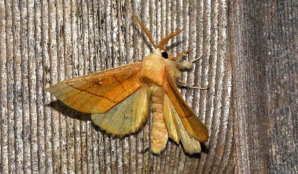 White-dotted Prominent reference