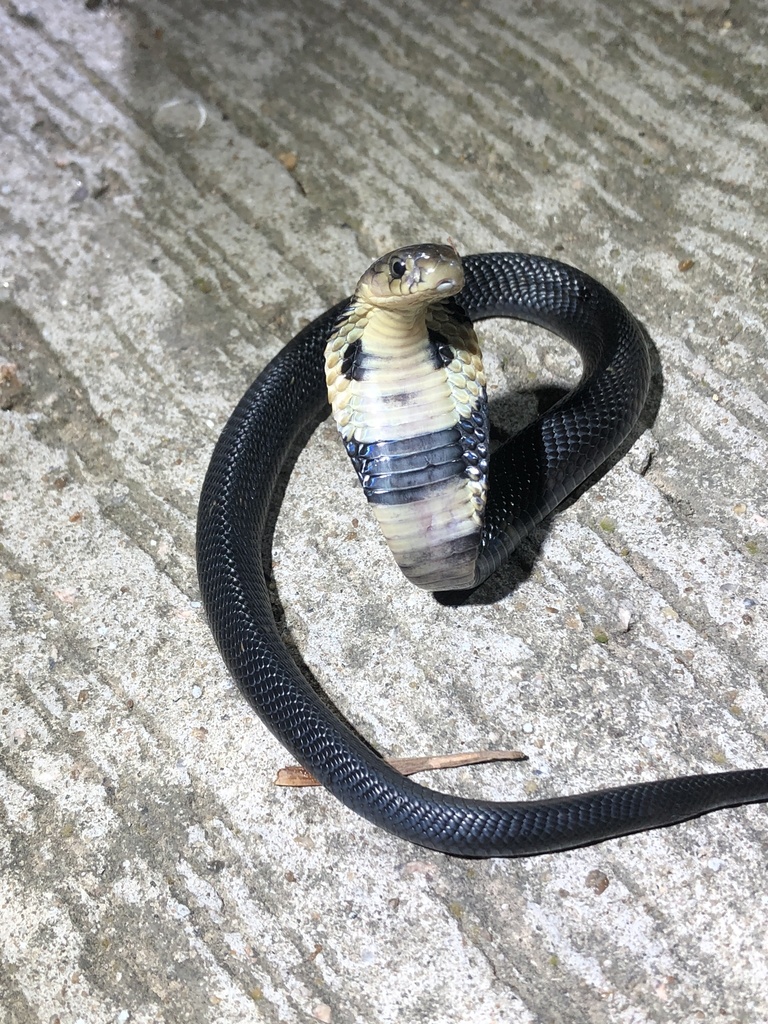 Chinese Cobra reference