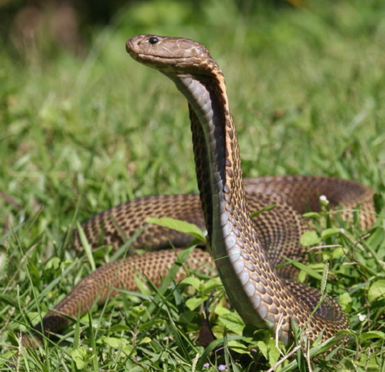 Philippine Common Cobra reference