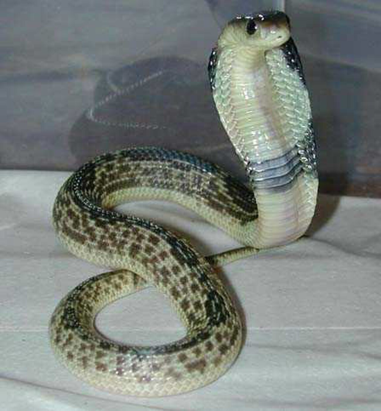 Naja sputatrix reference