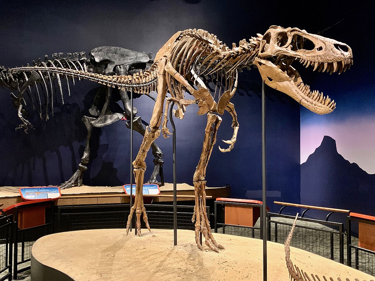 Nanotyrannus lancensis reference