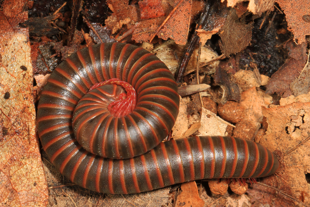 American Giant Millipede reference