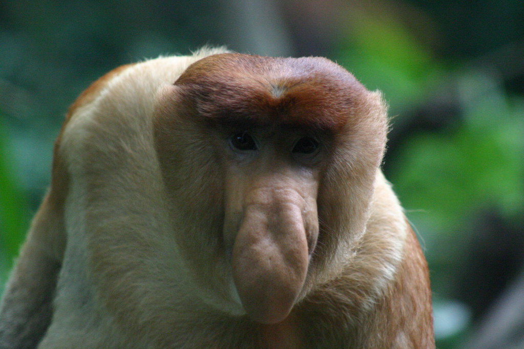 Proboscis Monkey reference