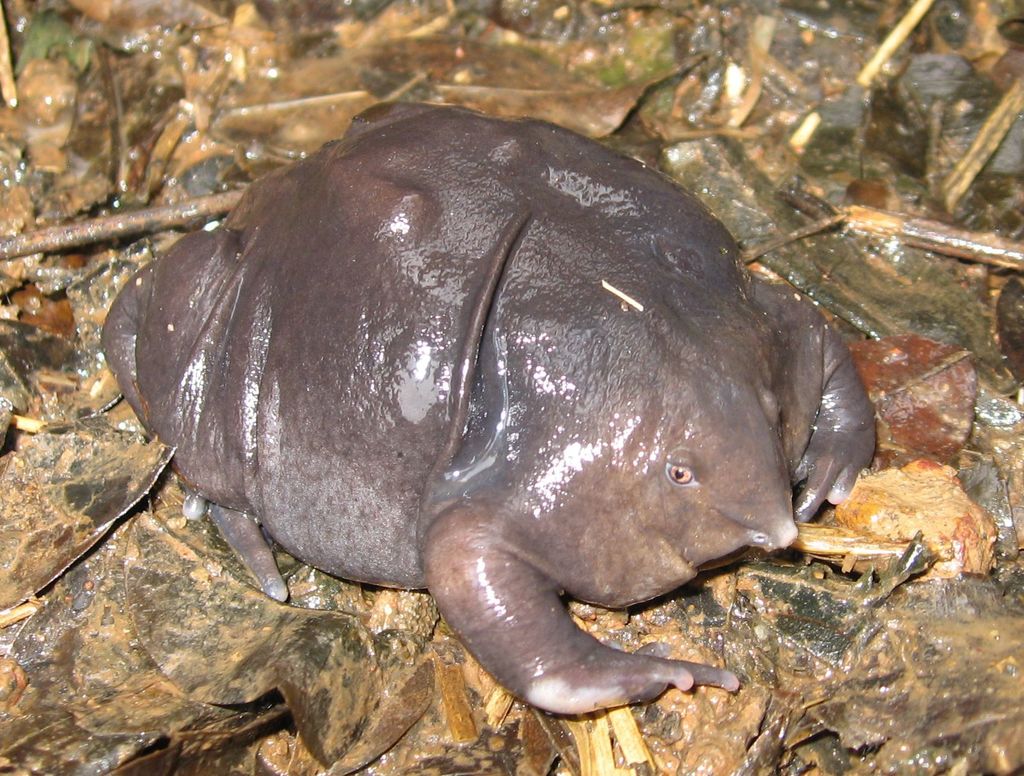 Purple Frog reference