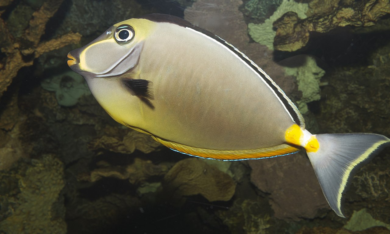 Naso Tang reference