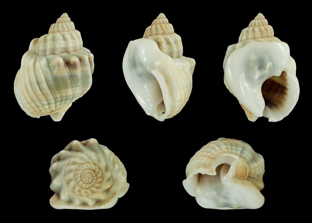 Nassarius arcularia reference