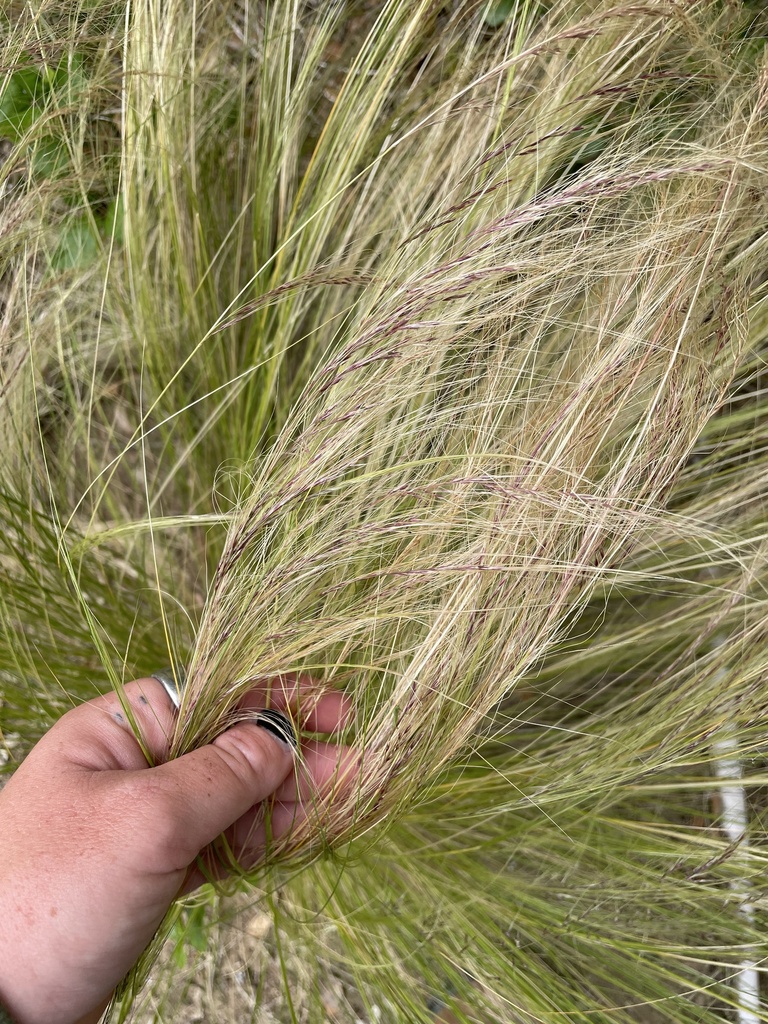 Mexican feathergrass reference