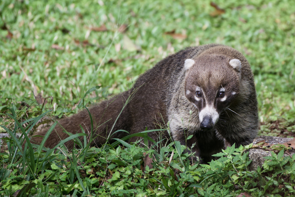 White-nosed Coati reference