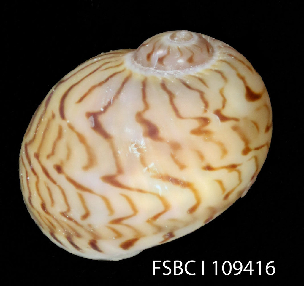 Colorful Moon Snail reference
