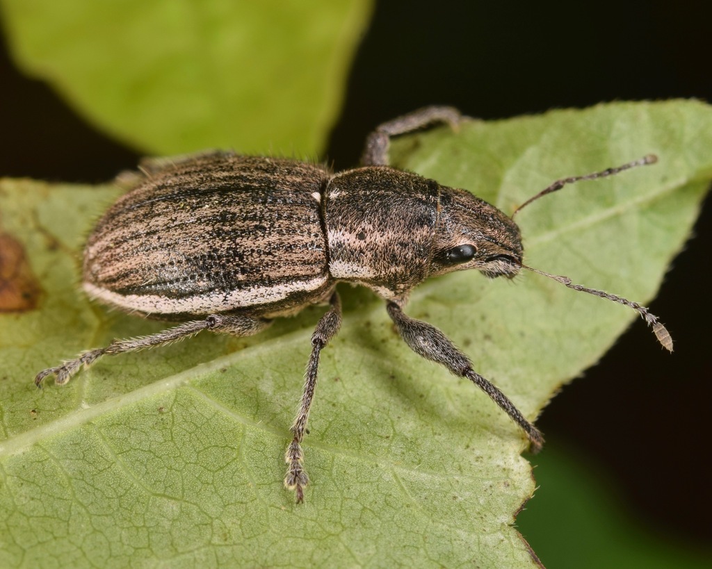 White-fringed weevil reference