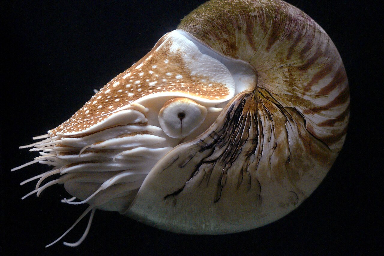 Emperor Nautilus reference
