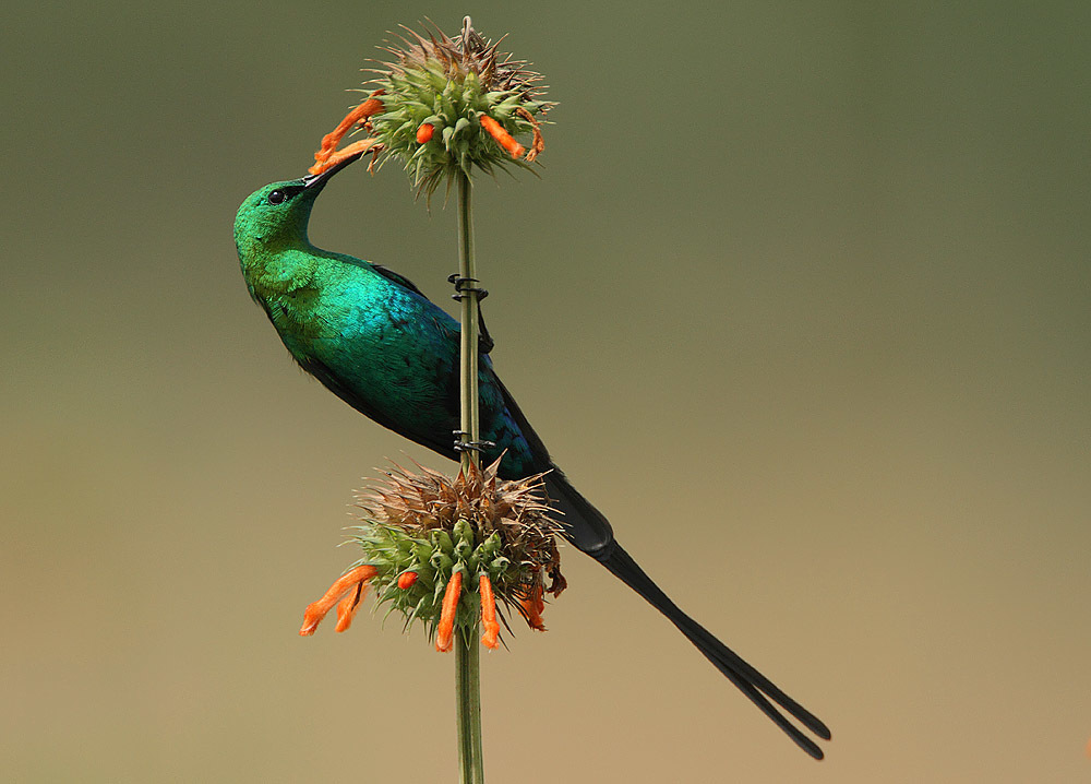 Malachite Sunbird reference