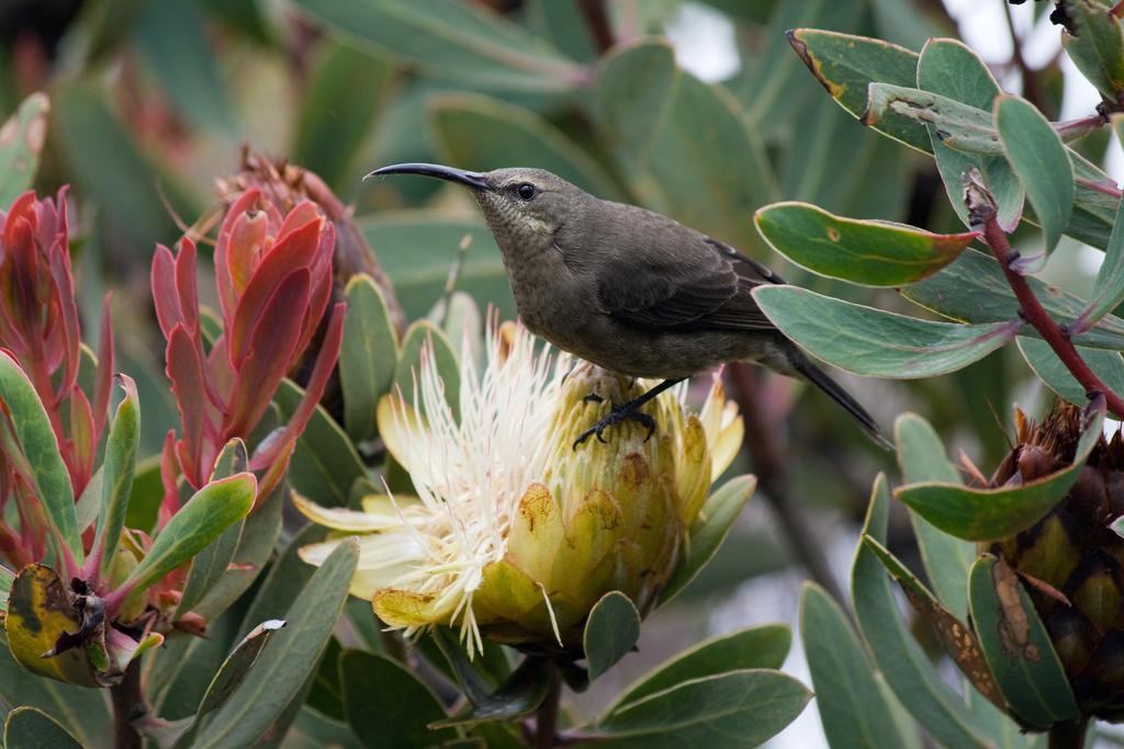 Scarlet-tufted Malachite Sunbird reference