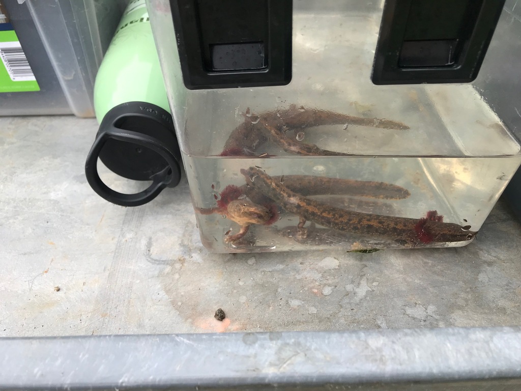 Red River Mudpuppy reference