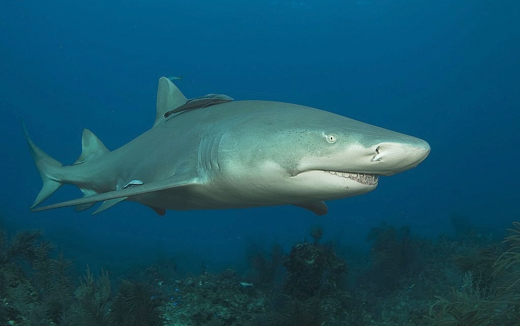 Lemon Shark reference