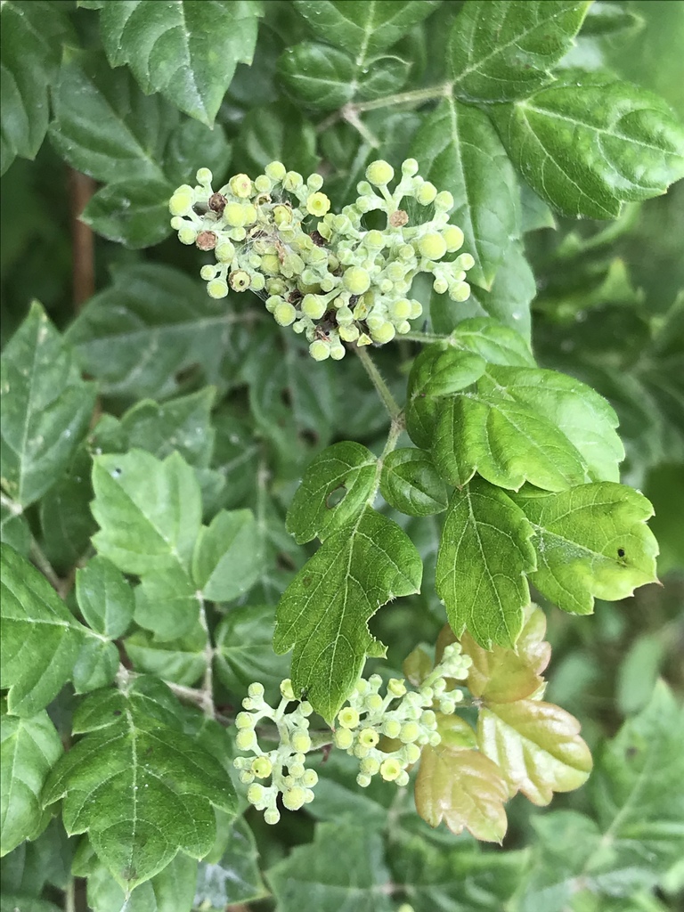 peppervine reference