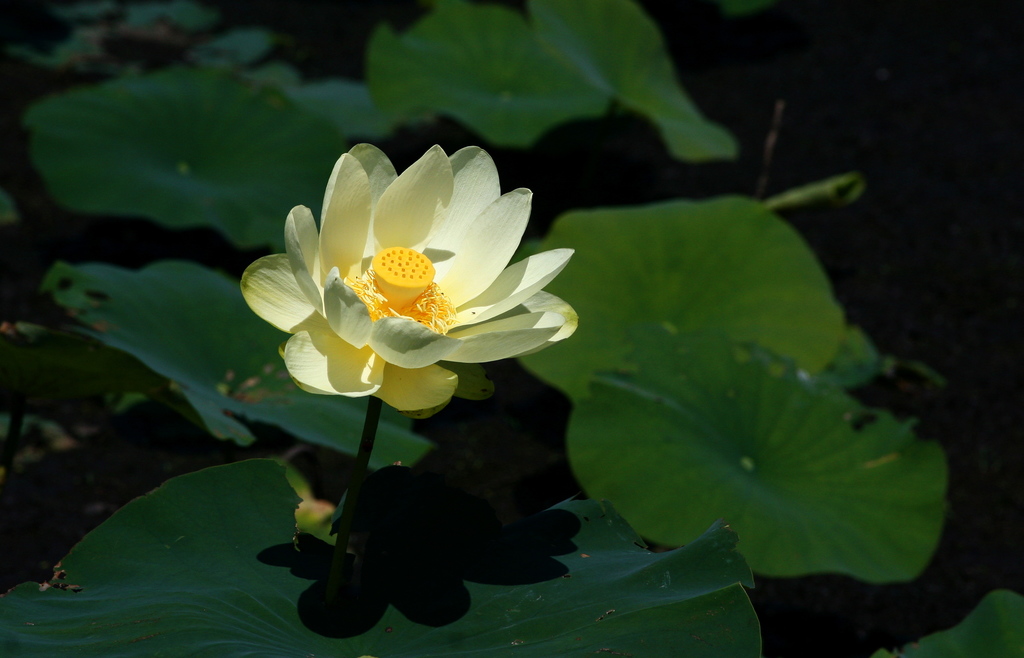 American lotus reference