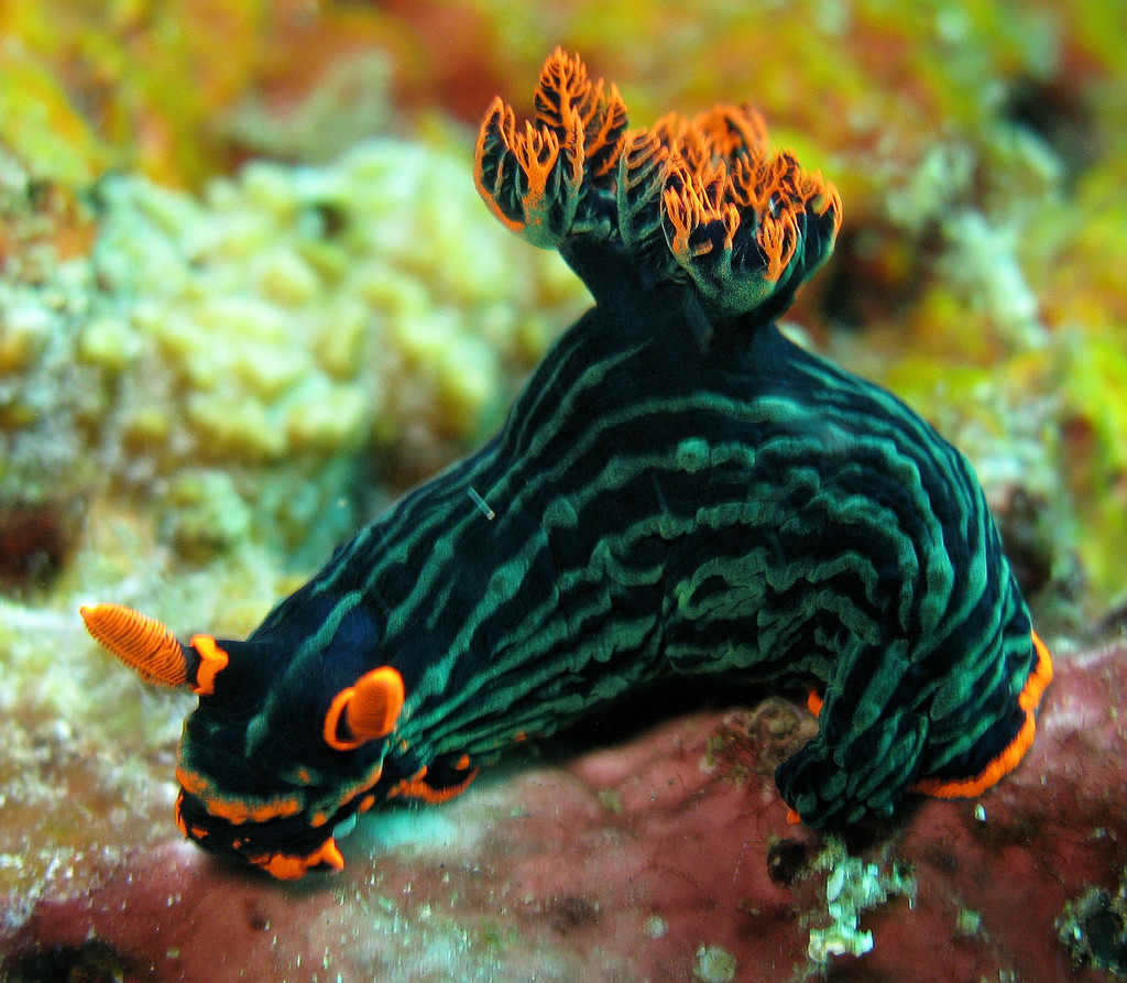 Variable Neon Slug reference