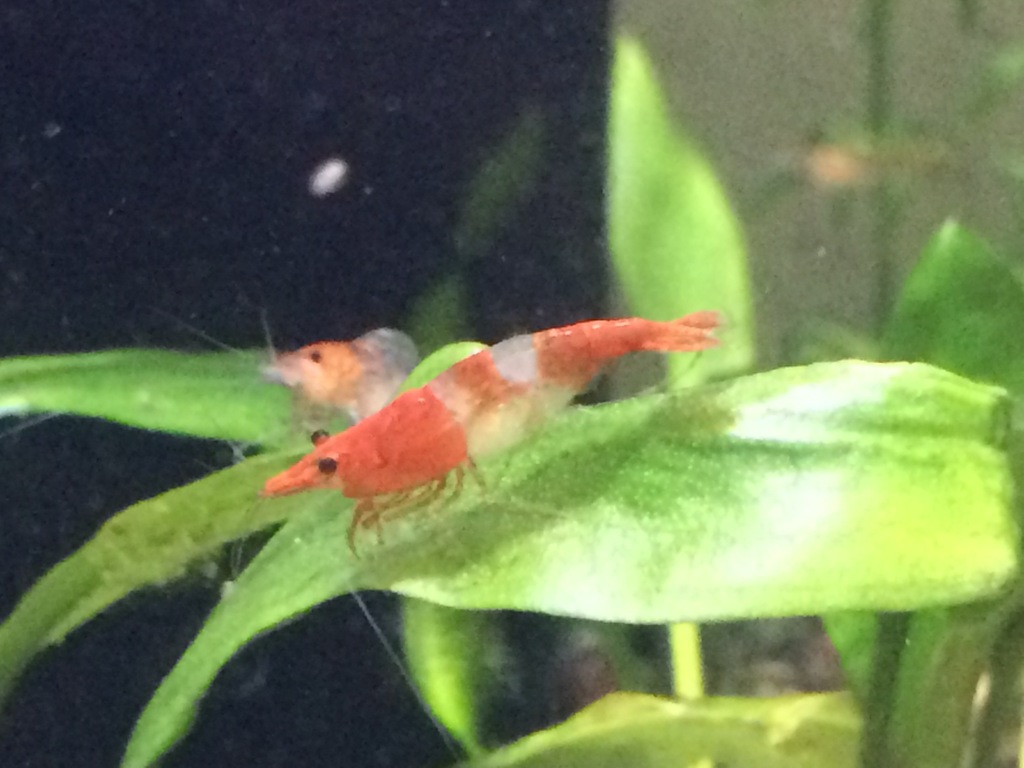 Cherry Shrimp reference