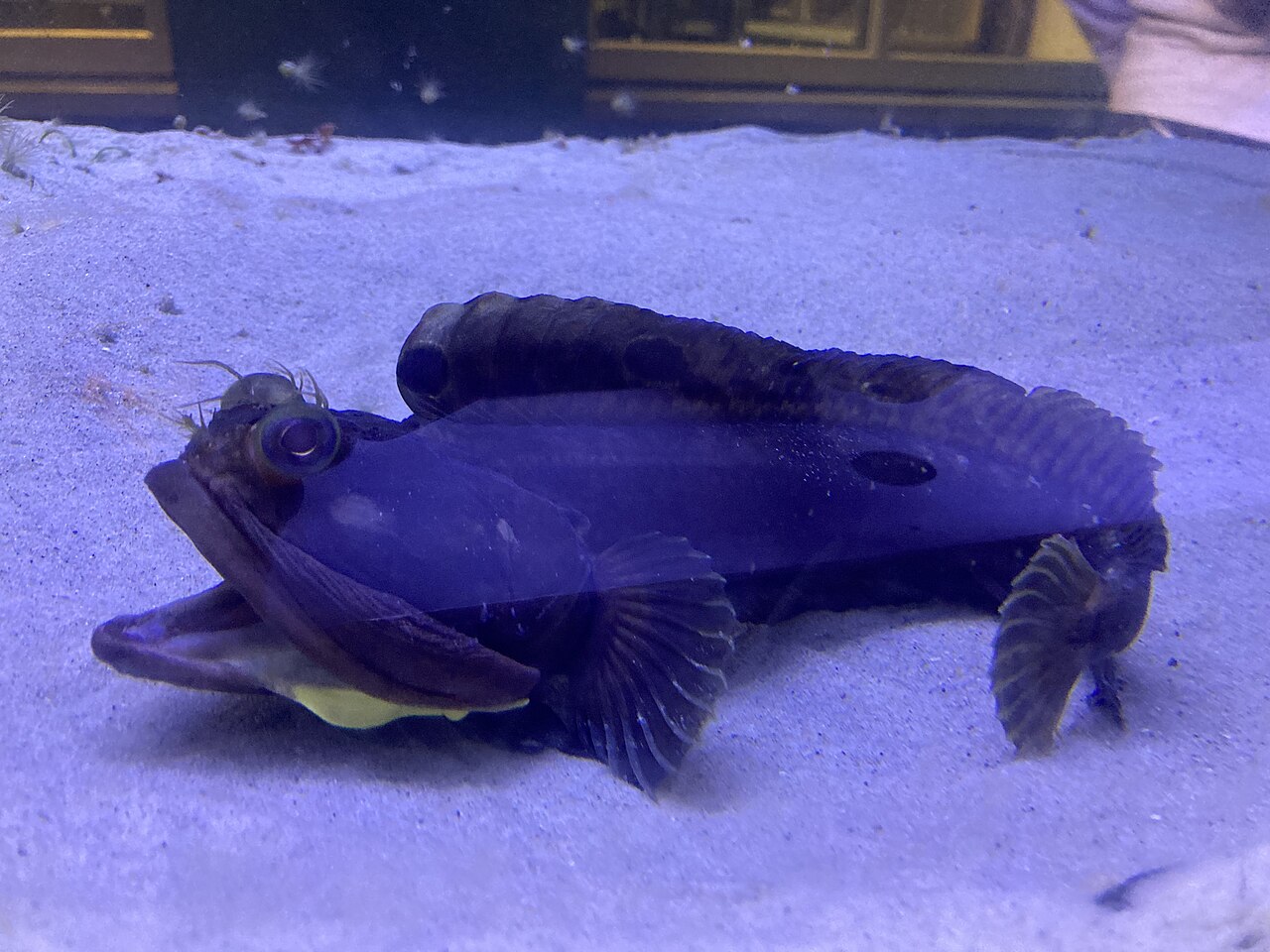 Sarcastic Fringehead reference