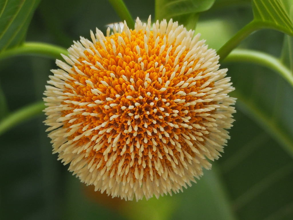 Burflower-tree reference