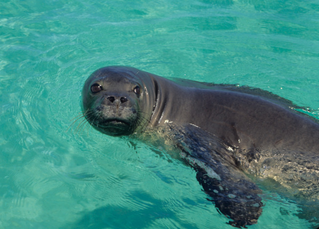 Hawaiian Monk Seal reference