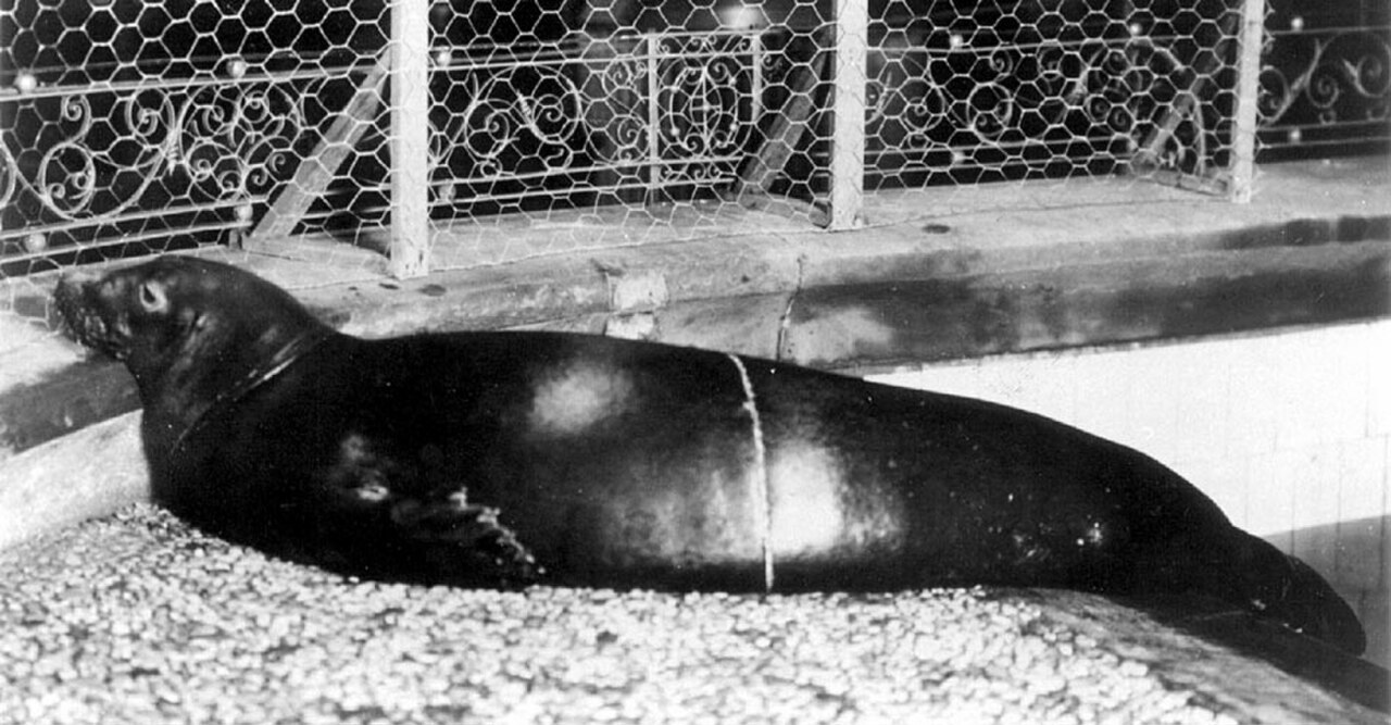 Caribbean Monk Seal reference