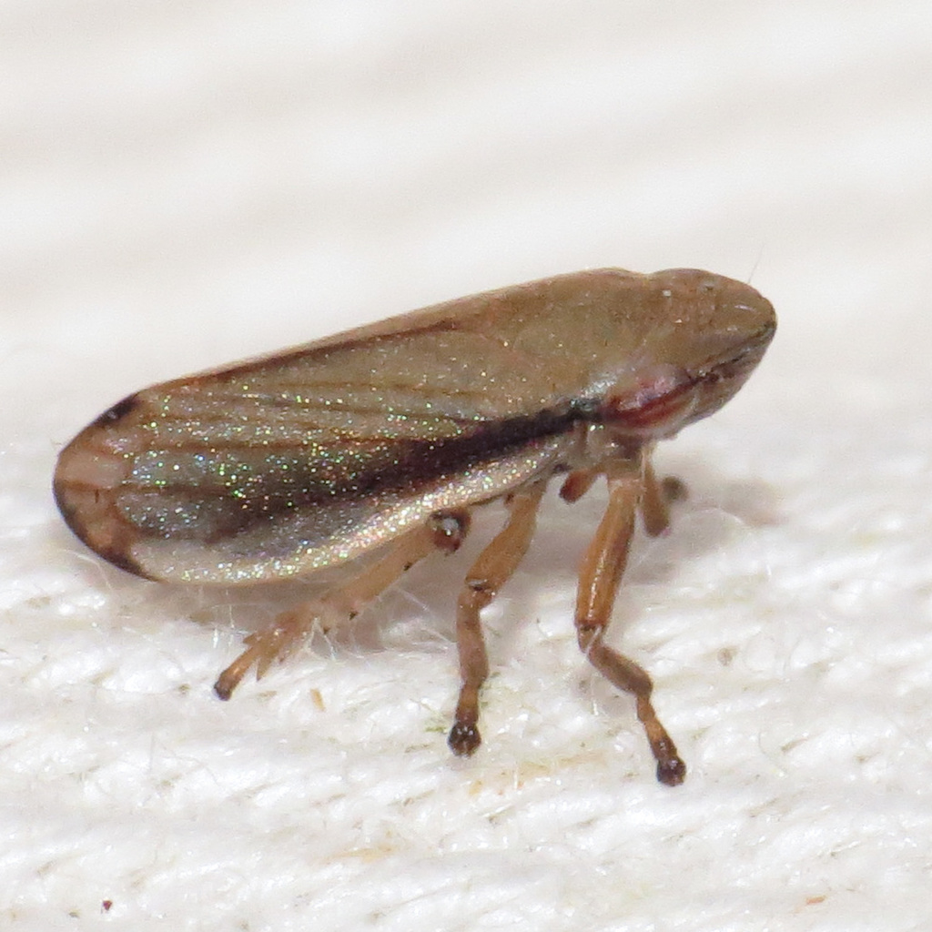 Lined Spittlebug reference