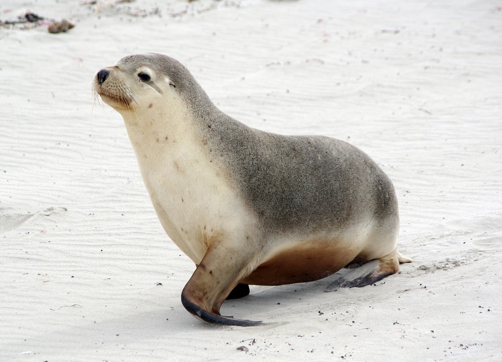 Australian Sea Lion reference