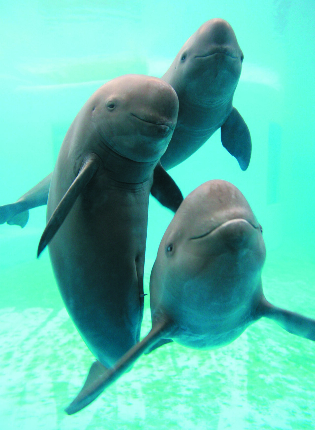 Narrow-ridged Finless Porpoise reference