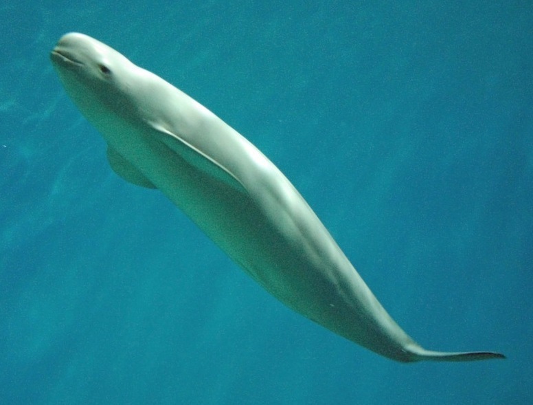 Indo-Pacific Finless Porpoise reference