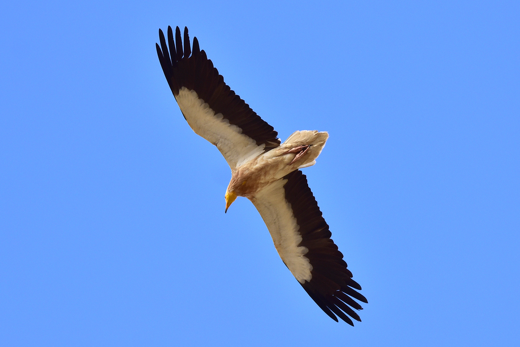 Egyptian Vulture reference
