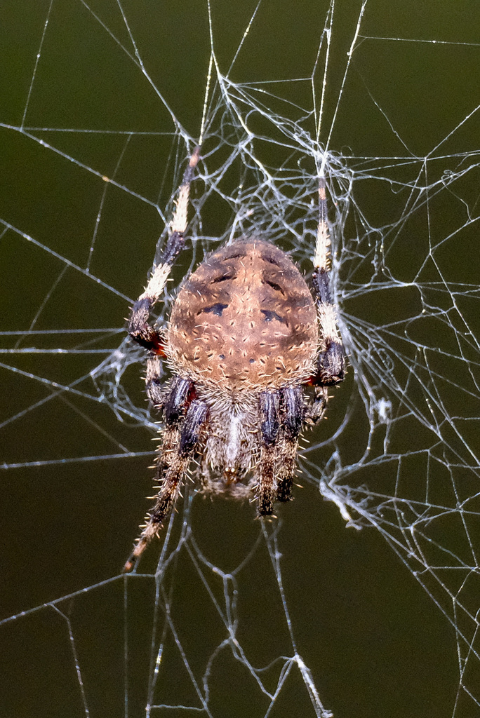 Spotted Orbweaver reference