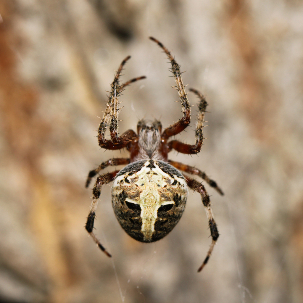 Red-femured Spotted Orbweaver reference