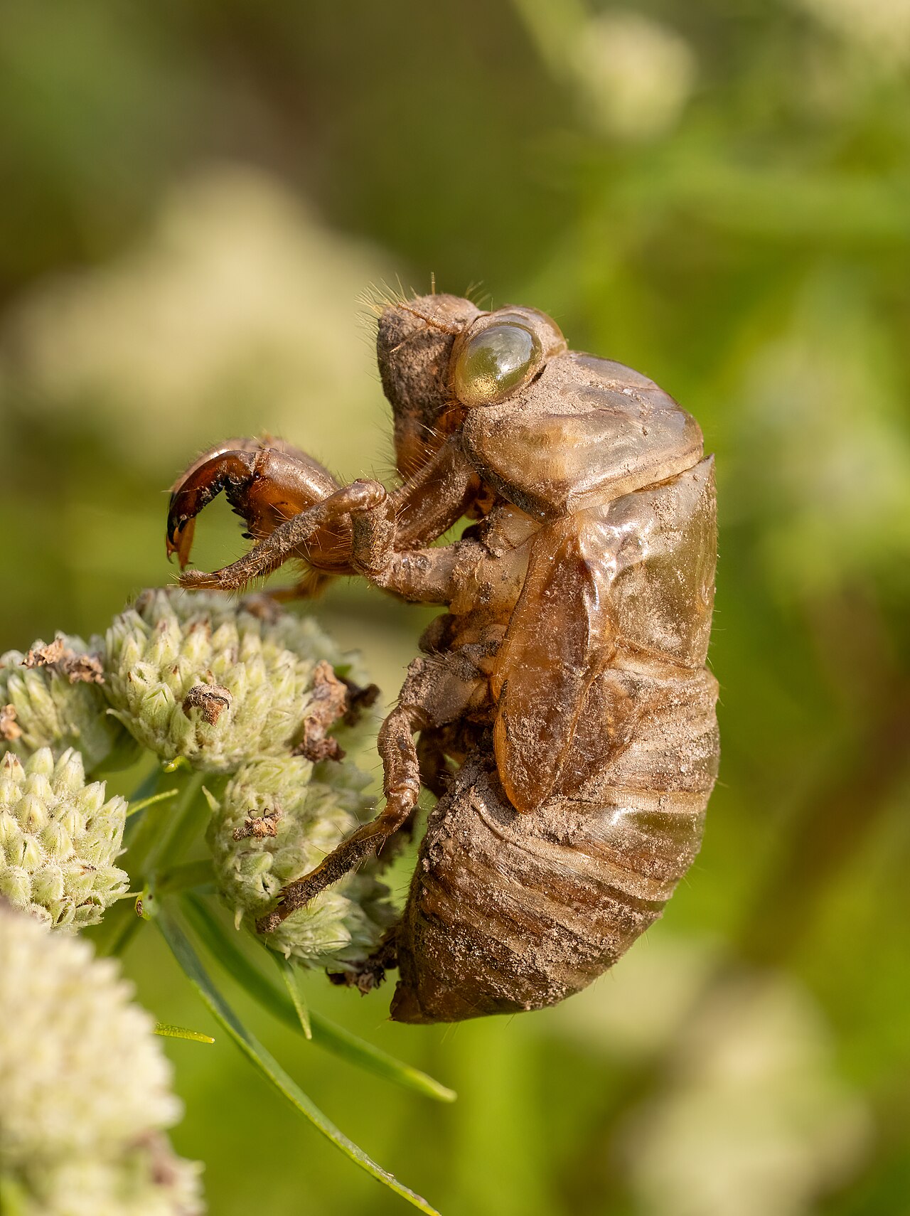 Dogday Cicada reference