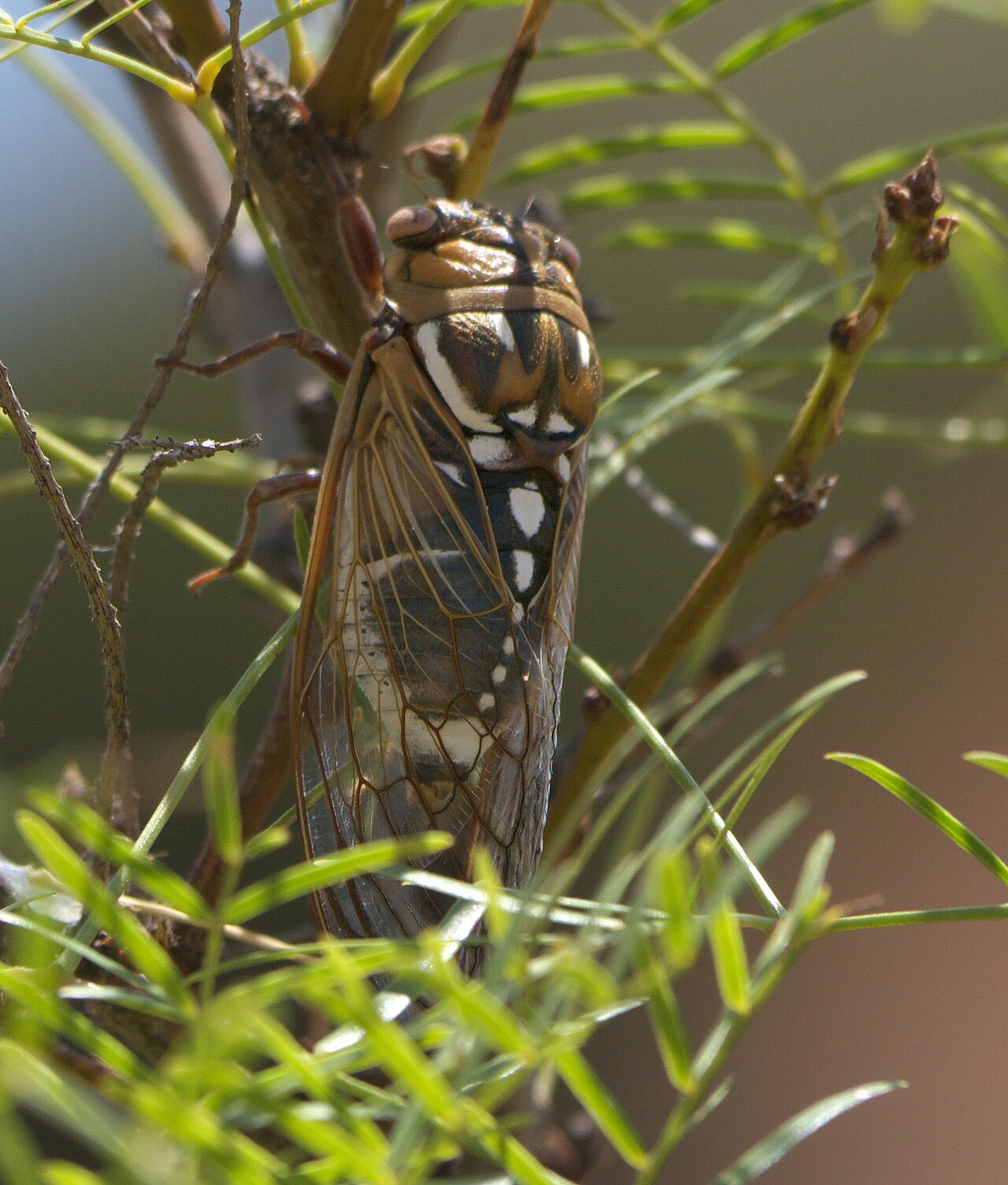 Bush Cicada reference
