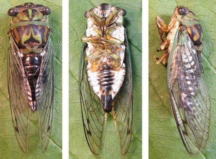 Linne's Cicada reference