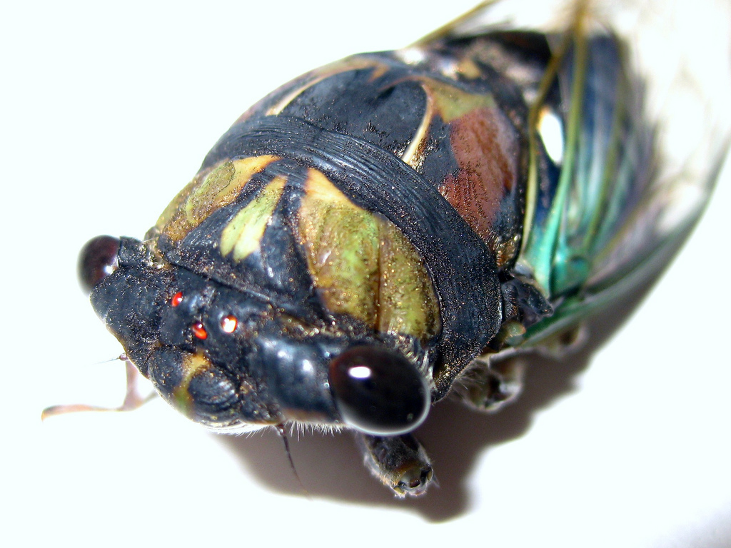 Lyric Cicada reference