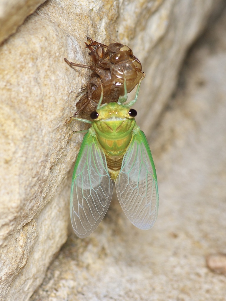 Superb Dog-day Cicada reference