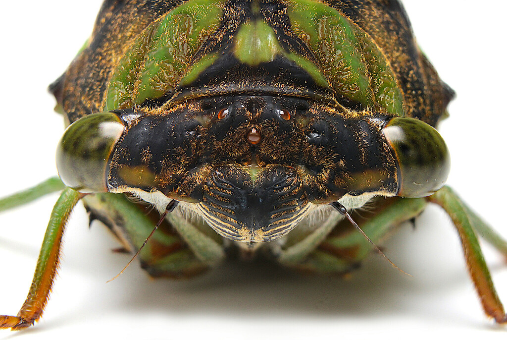 Swamp Cicada reference